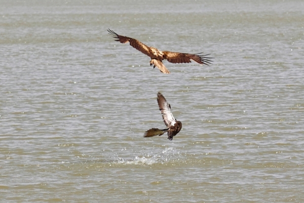 Zdjęcie z Australii - Jasniejszy ptak (kania albo rybołów) probowal upolowac rybe