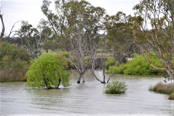 Zdjęcie z Australii - Brzegi rzeki Murray