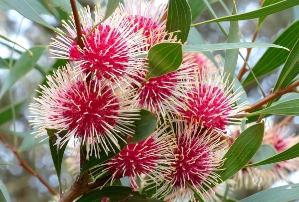 Zdjęcie z Australii - Kwitnie hakea laurowa