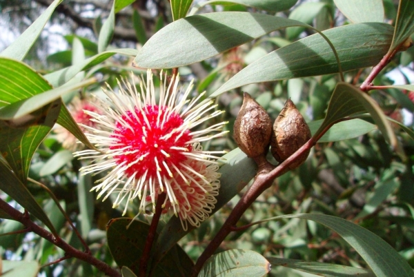Zdjęcie z Australii - Kwiaty i owoce