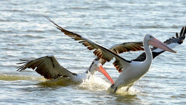 Zdjęcie z Australii - Pelikania awantura :)