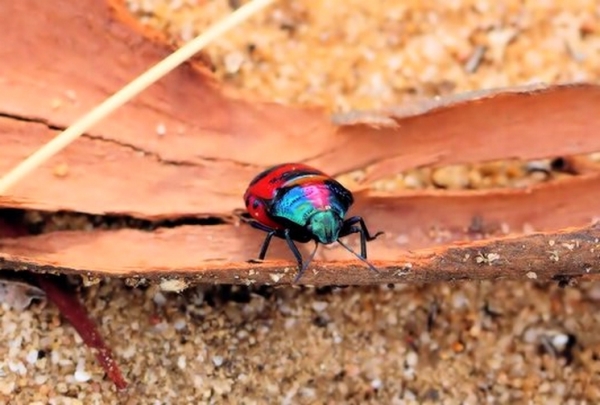 Zdjęcie z Australii - Na koniec kolorowy zuczek w parku kolo mojego domu