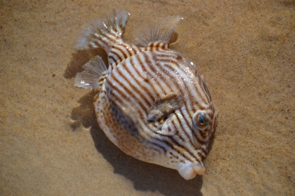Zdjęcie z Australii - Morze wyrzucilo rybe z rodziny rozdymkowatych