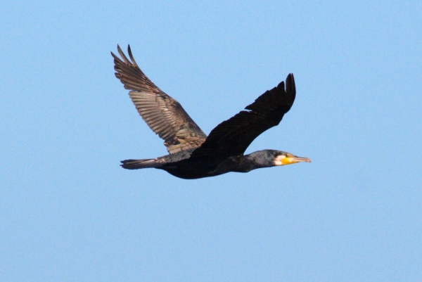 Zdjęcie z Australii - Leci kormoran zwyczajny