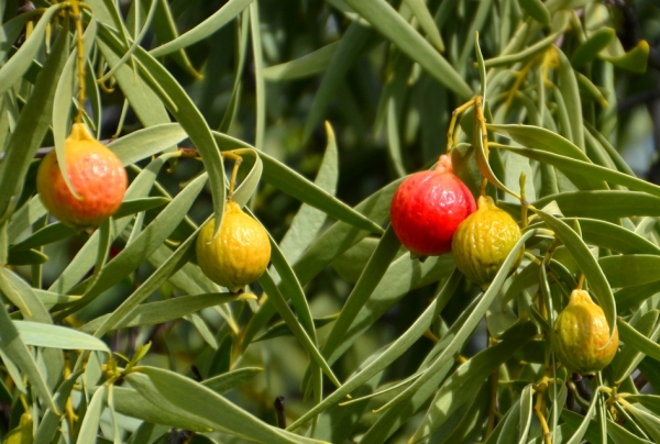 Zdjęcie z Australii - Owocuje quandong - owoce jadane przez Aborygenow
