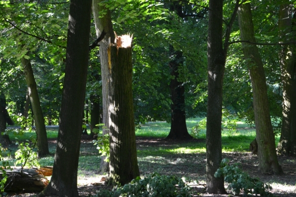 Zdjęcie z Polski - Zlamane drzewo - ofiara niedawnej wichury
