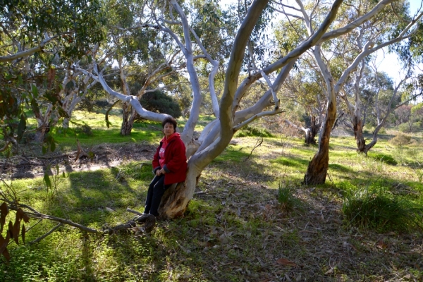 Zdjęcie z Australii - Mama przy eukaliptusie