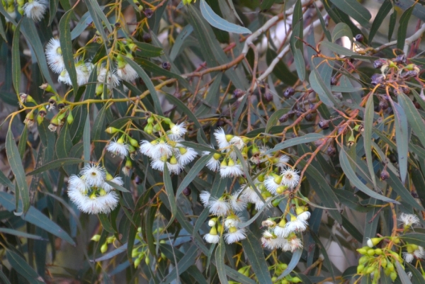 Zdjęcie z Australii - Zakwitl jakis eukaliptus