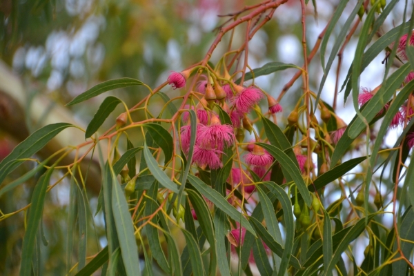 Zdjęcie z Australii - Ten eukaliptus kwitnie tak