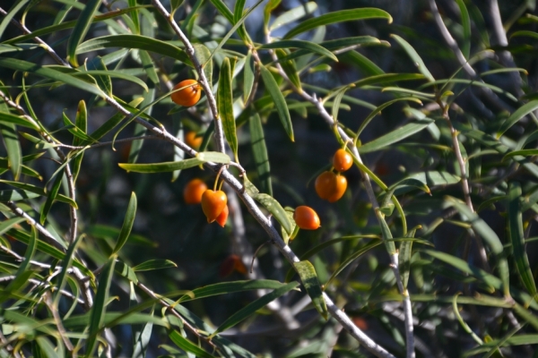 Zdjęcie z Australii - Jakies owoce