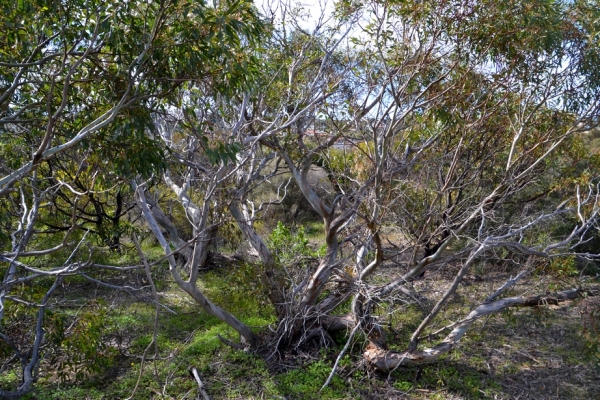 Zdjęcie z Australii - Karlowate, wychlostane przez sztormy eukaliptusy