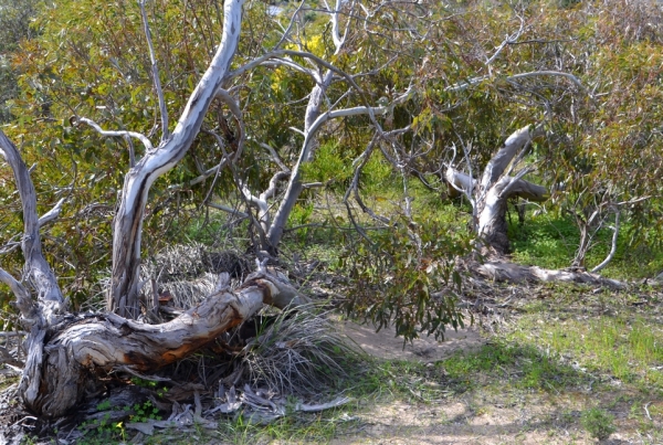 Zdjęcie z Australii - Powyginane przez sztormy eukaliptusy