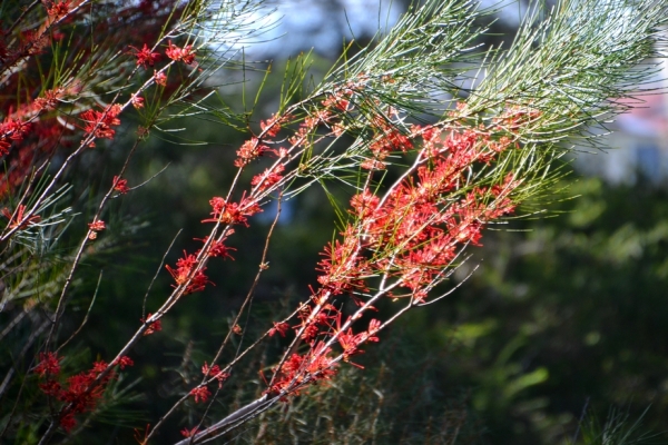Zdjęcie z Australii - Ciekawie kwitnaca roslina