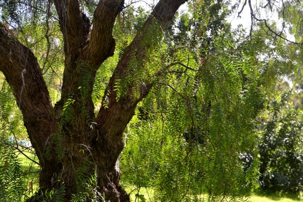 Zdjęcie z Australii - Jakies wielkie stare drzewo