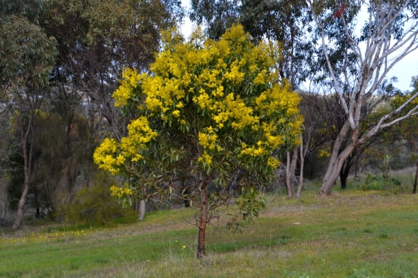Zdjęcie z Australii - Kwitnie australijska akacja. Zapach czuc z bardzo daleka
