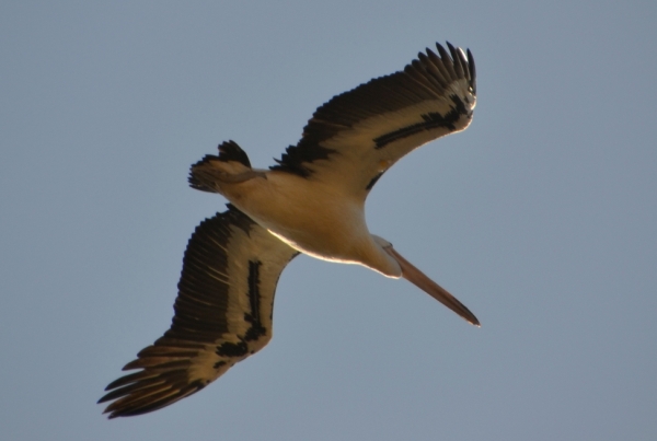 Zdjęcie z Australii - Pelikan w locie