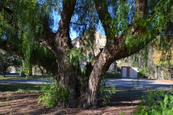 Zdjęcie z Australii - Stary schinus peruwiański - peruwiańskie drzewo pieprzowe