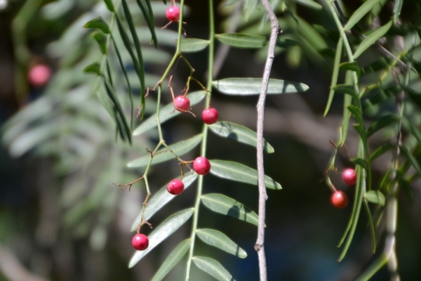 Zdjęcie z Australii - Owoce peruwiańskiego drzewa pieprzowego