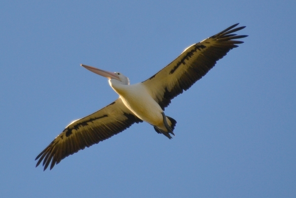 Zdjęcie z Australii - Nadlatuje cos ciezszego - pelikan :)