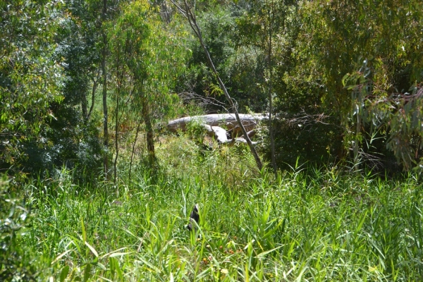 Zdjęcie z Australii - Pien w dole wyglada jak gigantyczny krokodyl :)