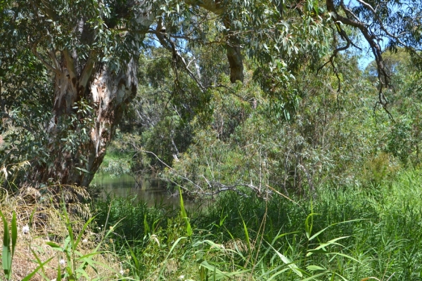 Zdjęcie z Australii - Sciezka schodzi do samej rzeki