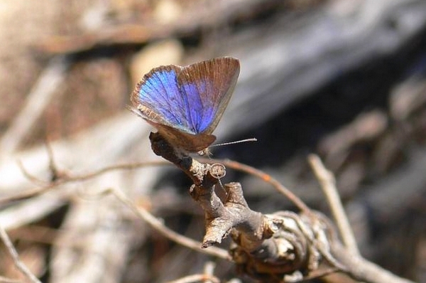 Zdjęcie z Australii - Jakis modraszkowaty motylek