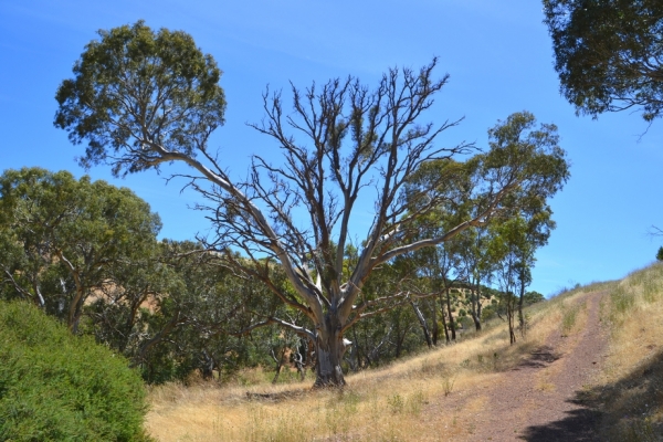 Zdjęcie z Australii - Na tym eukaliptusie cos pieknie spiewa