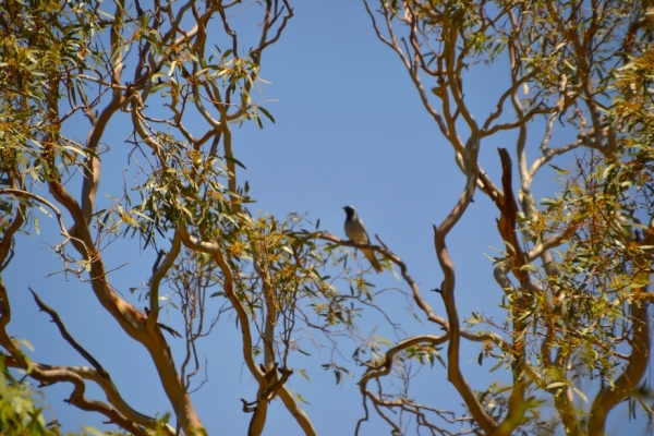 Zdjęcie z Australii - Jest i spiewak - kruczyna czarnolica