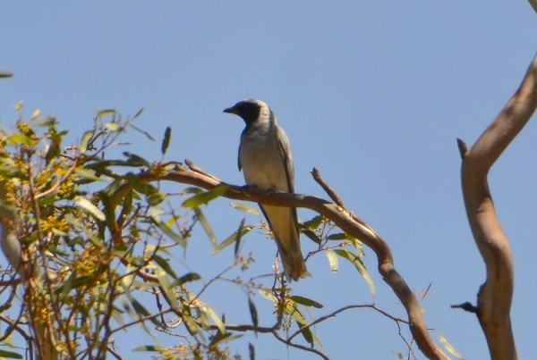 Zdjęcie z Australii - Kruczyna czarnolica