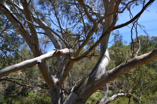 Zdjęcie z Australii - Nadrzeczny eukaliptus