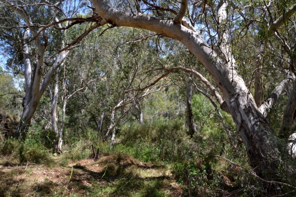 Zdjęcie z Australii - Nadrzeczne eukaliptusy