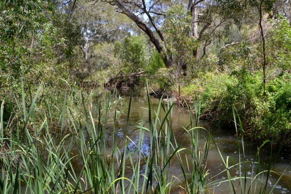 Zdjęcie z Australii - Nad rzeka Onkaparinga