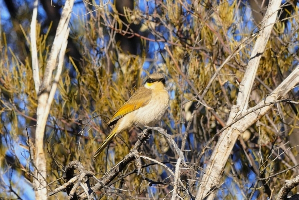 Zdjęcie z Australii - Jeszcze jeden zlotouch zoltoskrzydly