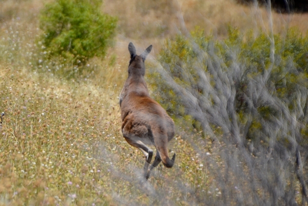 Zdjęcie z Australii - Ten kangurek tez nie lubi sie fotografowac :)