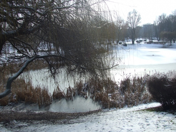 Zdjęcie z Polski - zima w parku
