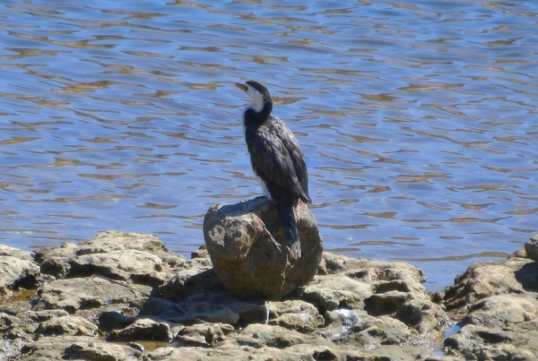 Zdjęcie z Australii - Na brzegu kormoran srokaty