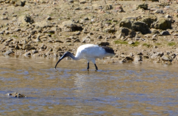 Zdjęcie z Australii - Na drugim brzegu brodzi ibis