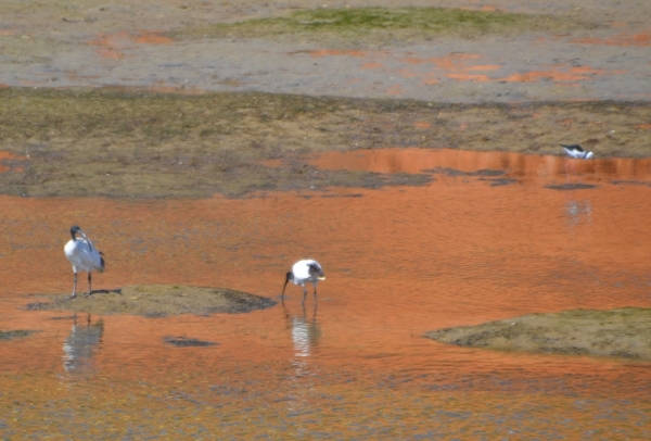 Zdjęcie z Australii - Wracamy...ibisy i szczudlak brodza w rzece