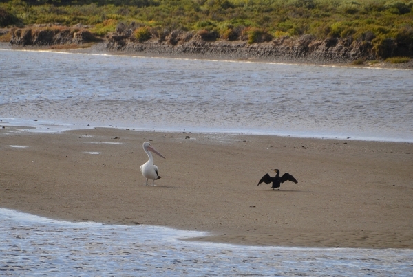 Zdjęcie z Australii - Na piaszczystej wysepce pelikan i kormoran