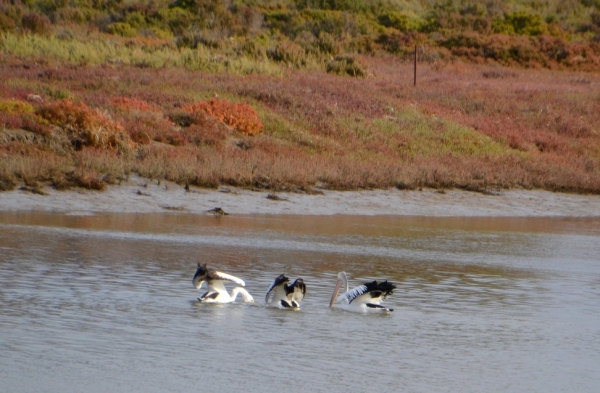 Zdjęcie z Australii - Na rzece pelikany urzadzily sobie grupowe polowanie :)