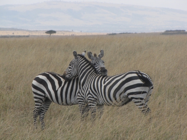 Zdjęcie z Kenii - Zebry