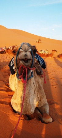 Zdjęcie z Maroka - pustynia