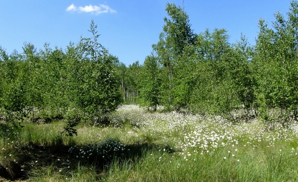 Zdjęcie z Polski - Bagno przy Carskiej Drodze pokryte kwitnącą wełnianką
