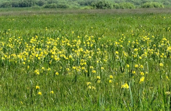 Zdjęcie z Polski - Na podmokłych łąkach, w miejscu kaczeńców, zakwitły tysiące żółtych kosaćców.