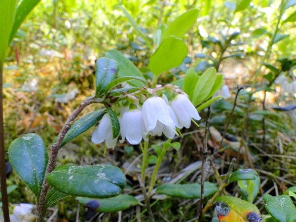 Zdjęcie z Polski - Kwitnie borówka czernica. Kwiaty są białe, a jagody będą czarne 😆 