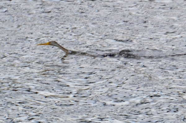 Zdjęcie z Australii - W rzece poluje na ryby wężówka australijska (Anhinga novaehollandiae)
