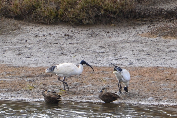 Zdjęcie z Australii - Ja tez ide dalej. Obserwuje pare ibisow szukajacych pozywienia w blocie