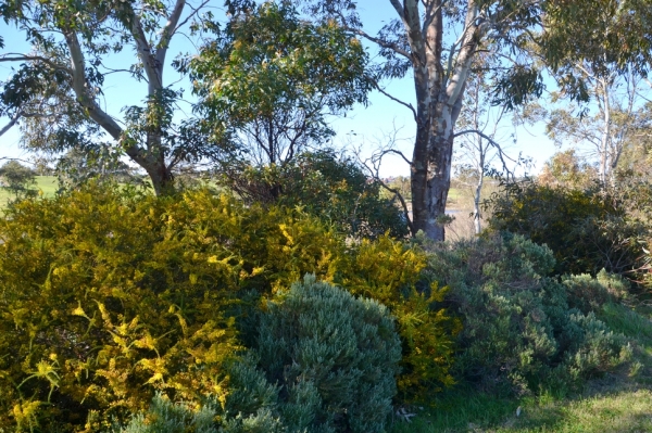 Zdjęcie z Australii - Wszystko kwitnie (i pachnie) wkolo
