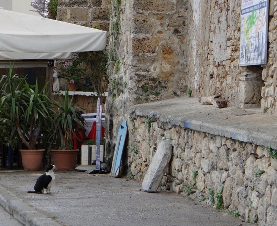 Zdjęcie z Polski - Czy greckie koty umieją czytać? - scenka z Krety