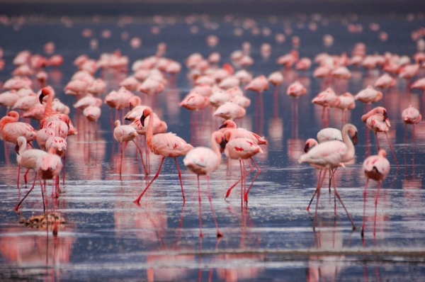Zdjęcie z Kenii - Flamingi